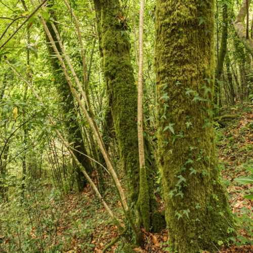 Max van Rijswijk: The Mesoamerican Corridor as a climate solution