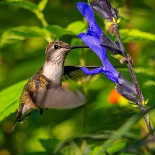 Mesoamerican Biological Corridor’s role in sustainable development